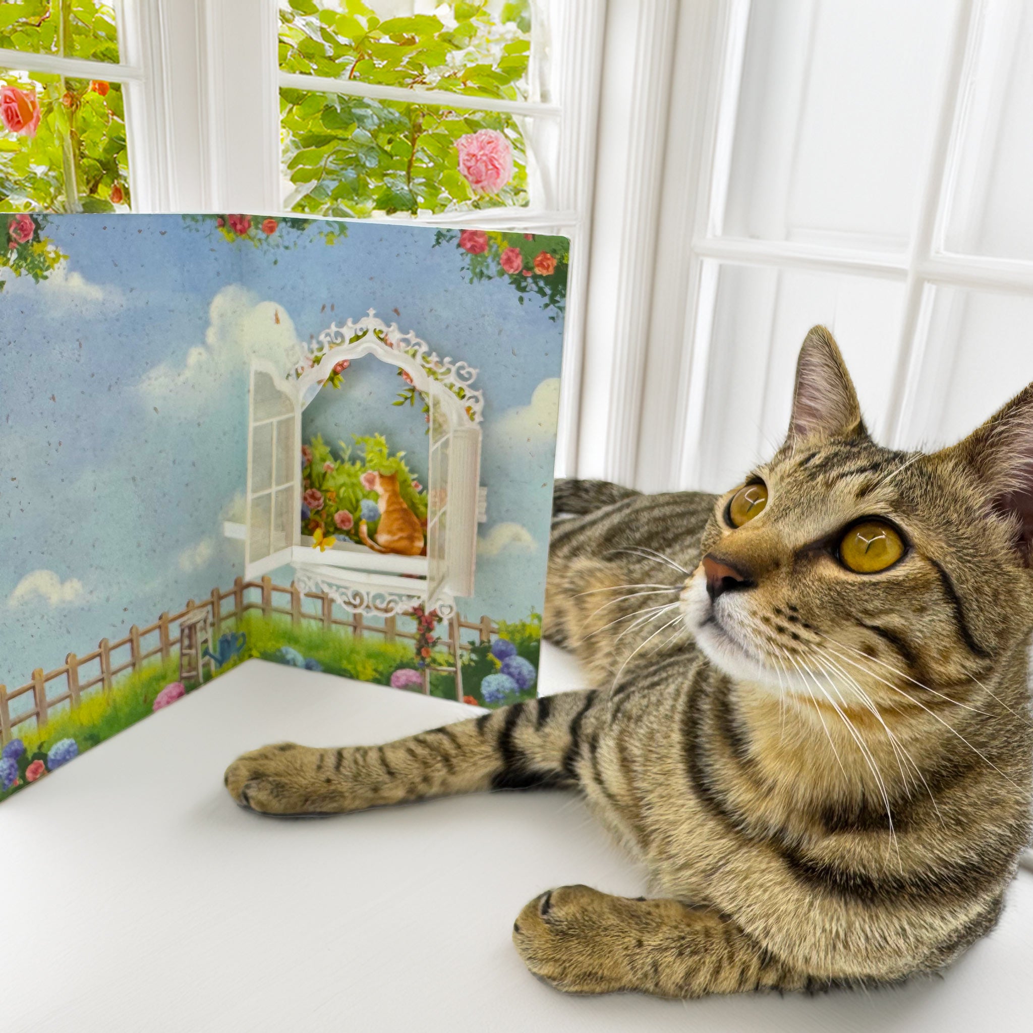 Window & Sparkle —— Whiskers Rose Dreams